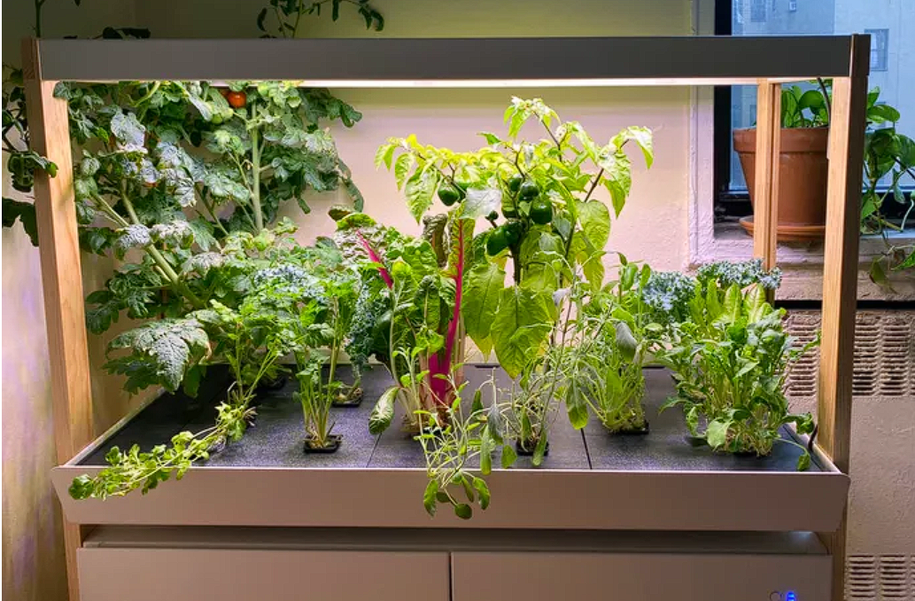 The 8 Best Indoor Smart Gardens for 2025 🌱💡