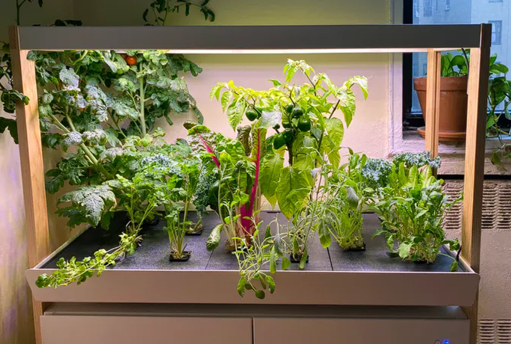 The 8 Best Indoor Smart Gardens for 2025 🌱💡